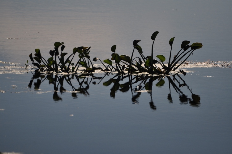 Brazos Bend State Park